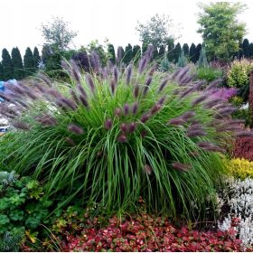    Clematide giapponese BLACK BEAUTY piantina unica di ERBA ORNAMENTALE NERA