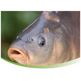  De Heus mangime granulare per carpe 25 kg