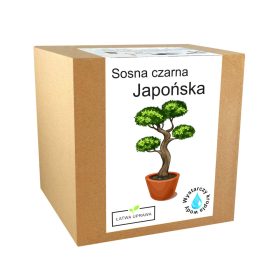  Kit per la coltivazione del bonsai di pino nero giapponese