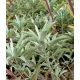  SALVIA BIANCA Salvia Apiana PER INCENSO 100 SEMI