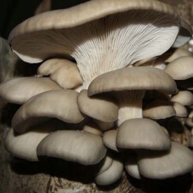  Micelio su spilli Fungo Ostrica Planto 20 pz.