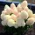  Living Sugar Rush bouquet di ortensie CANDY