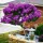  LAGERSTROEMIA VIOLA, GLI ARBUSTI A FIORITURA PIÙ LUNGA