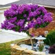  LAGERSTROEMIA VIOLA, GLI ARBUSTI A FIORITURA PIÙ LUNGA