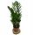  Zamioculcas Zamioculcas Zamioculcas Zamifolia piantina in contenitore da 0,5-1l