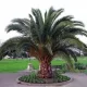 Semi di Phoenix dactylifera - palma da dattero SEMI 3 pezzi DATE