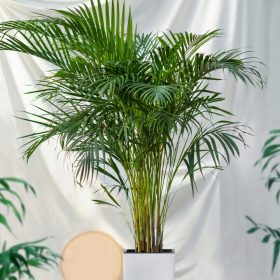  Areca areca - dypsis lutescens PALMA VERDE XL