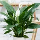  Piantina di Spathiphyllum Alana in un contenitore da 0,5-1 litro