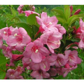  Arbusti rosa, piantine in contenitore da 1-2 l, 60-70 cm