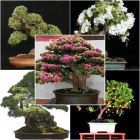  COLLEZIONE SEMI BONSAI N. 14 Set di 4 confezioni