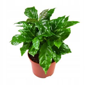    Caffè arabo Coffea Arabica Piantina di arabica in vaso P12, pianta verde