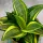  Sansevieria Golden Hahnii SUCCULENTE PERMANENTE DØ6cm REGALO PER OGNI OCCASIONE