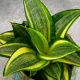  Sansevieria Golden Hahnii SUCCULENTE PERMANENTE DØ6cm REGALO PER OGNI OCCASIONE