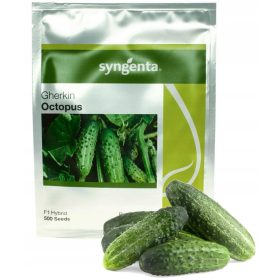    POLPO DI CETRIOLO MACINATO IN SCATOLA PER LA RACCOLTA DI SEMI OLANDESI 500 PZ