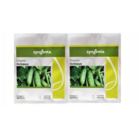  Cetriolo Polpo Olandese 1000 Semi