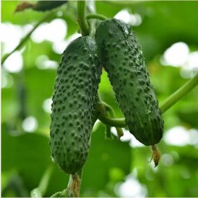  Cetriolo MIRABELLE F1 250 us.