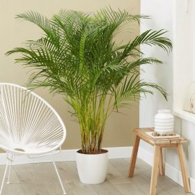  Areca - Dypsis lutescens - PALMA GRANDE