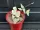  Ceropegia merel 462