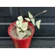  Ceropegia merel 462