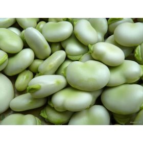  Semi Di Fava 1000 GRAM 1 KG Semi Di Fava BACCO BIANCO 1 KG