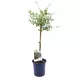  EUCALIPTO Blu SUL TRONCO Eucalyptus Gunni C2