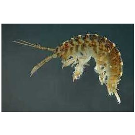  Laghetto in PVC 0,1 x 0,2 m