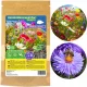  EXPRESS PRATO FIORI DI PRATO FIORI DI SELVAGGIO ERBE SEMI IN FIORE 100G