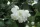 DAME BLANCHE GELSOMINO FIORI SEMIDOPPI BIANCHI C