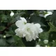 DAME BLANCHE GELSOMINO FIORI SEMIDOPPI BIANCHI C