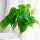  Philodendron Scandens GREEN HEARTS Bellissimo filodendro rampicante SHADELOVING