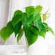  Philodendron Scandens GREEN HEARTS Bellissimo filodendro rampicante SHADELOVING
