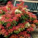  ROSSO FUOCO PIERIS MOUNTAIN FUOCO~~VERDE INVERNO