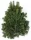  RAMI DI ABETE del Caucaso 3 kg 14 - 18 pezzi