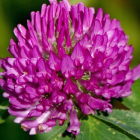  RajOgrodnika erba da pascolo 1000 m² 1 kg