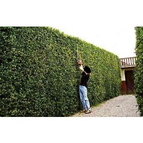  AŁYCZA ligustro Piantine di siepe 50 x PLN 0,70