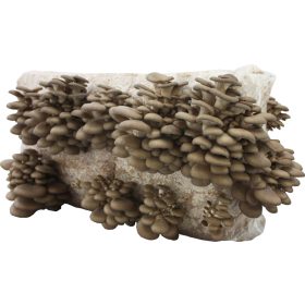  Mycelium Planto balla di funghi ostrica 15 kg