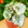  Begonia Rex 'Escargot' ROYAL Foglie decorative con motivo a guscio di lumaca