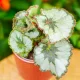  Begonia Rex 'Escargot' ROYAL Foglie decorative con motivo a guscio di lumaca