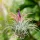  PIANTE ARIA - Tillandsia - Autunno - IONANTHA ED