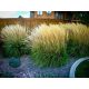  CALAMAGROSTIS REED GREENER KARL FOERSTER SEMINA 2Y