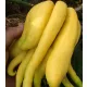  Citron Cedrat Mano di Buddha Citrus medica + omaggi + riscaldatore