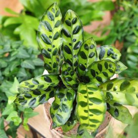  Calathea lancifolia Calathea lanceofolia dimensioni. M