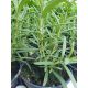  ROSMARINO SEMINA ERBE VERDI ERBE GREENDOM