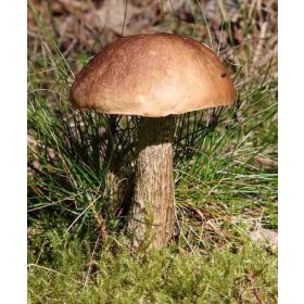  KOŹLARZ BABKA funghi di bosco MYBIA micorriza KOZAK