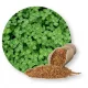  MICRO TRIFOGLIO, bianco, a foglie piccole, 1kg