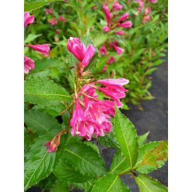  Arbusti rosa, piantine in contenitore da 2-3 l, 40-60 cm