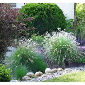  'Hameln' giapponese, bella spiga bianca