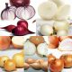  Set di Cipolle, Cipolline, Varietà MIX, 1kg + AGLIO 500G