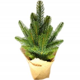    Albero di Natale come un vero vaso di abete rosso Conica PE 100% iuta