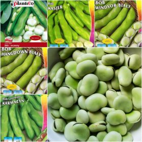  COLLEZIONE SEMI DI FAGIOLO, set da 5 confezioni